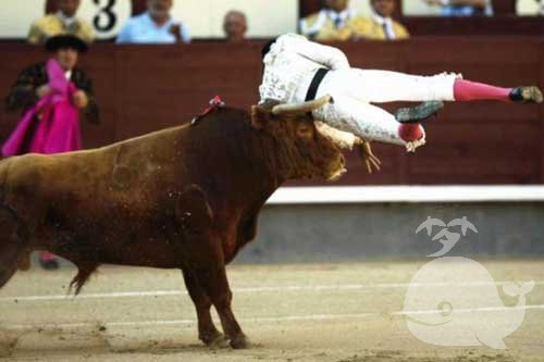 【梦见自己被牛顶】