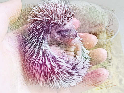 梦见扎手　周公解梦之梦到扎手