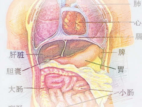 梦见内脏　周公解梦之梦到内脏