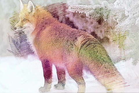 梦见黄狐狸　周公解梦之梦到黄狐狸