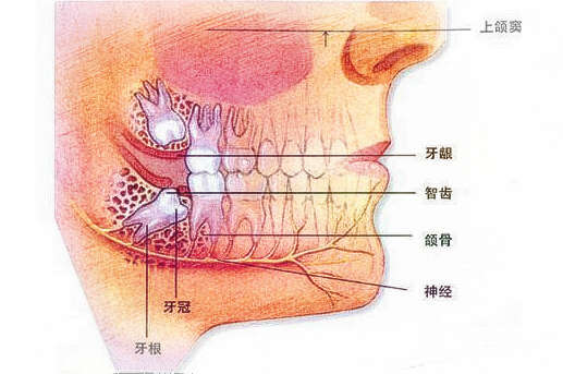 梦见长智齿　周公解梦之梦到长智齿