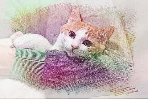 梦见病猫　周公解梦之梦到病猫