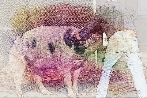 梦见被猪咬手　周公解梦之梦到被猪咬手