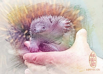 梦见身上长刺　周公解梦之梦到身上长刺