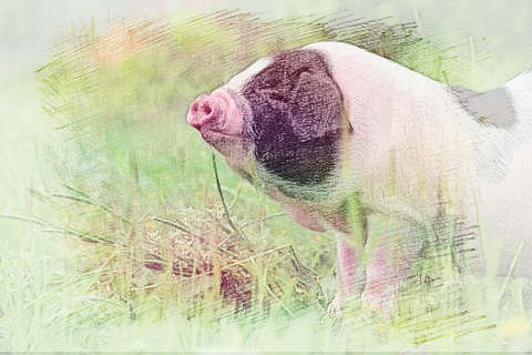 梦见猪丢了　周公解梦之梦到猪丢了