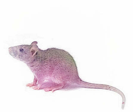 梦见被鼠咬到　周公解梦之梦到被鼠咬到