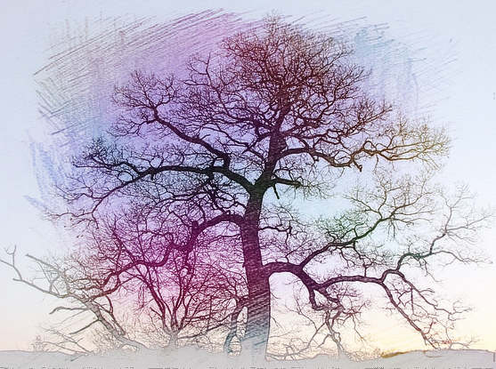 梦见树干残枝　周公解梦之梦到树干残枝