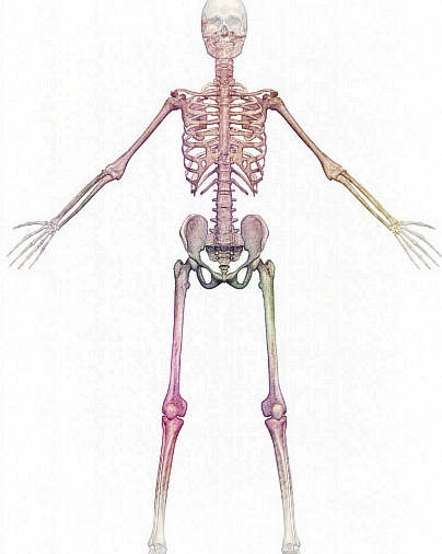 梦见骨骼、骨头　周公解梦之梦到骨骼、骨头
