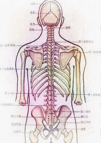 梦见脊椎、背脊　周公解梦之梦到脊椎、背脊