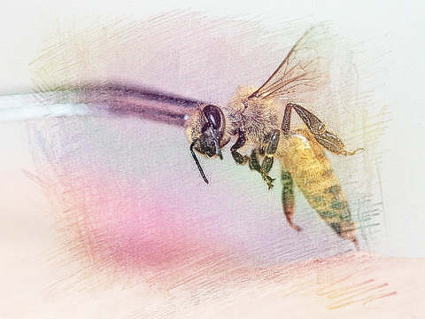 梦见蜜蜂蛰手　周公解梦之梦到蜜蜂蛰手