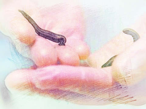 梦见水蛭咬手　周公解梦之梦到水蛭咬手