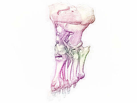 梦见骨头　周公解梦之梦到骨头