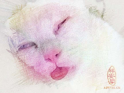 梦见人变猫　周公解梦之梦到人变猫