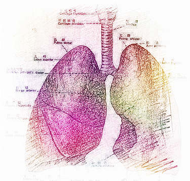 梦见肺部　周公解梦之梦到肺部