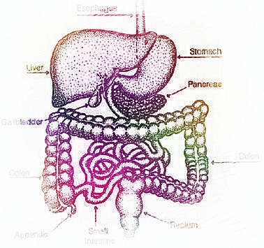 梦见肠胃　周公解梦之梦到肠胃