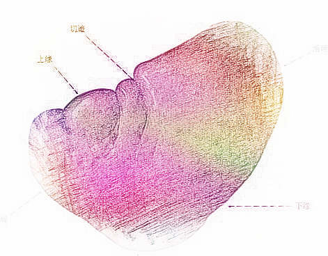 梦见脾脏　周公解梦之梦到脾脏