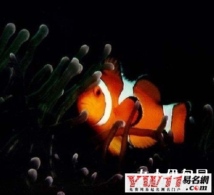 梦见死人和棺材