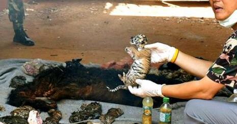 做梦梦见小孩尸体