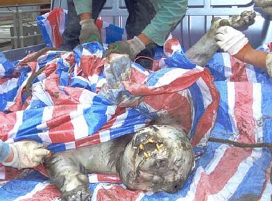 做梦梦见尸体复活