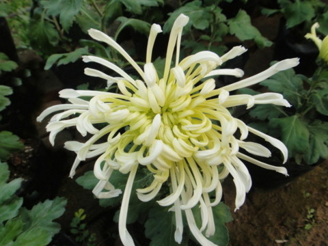 梦见已经死去多年的朋友