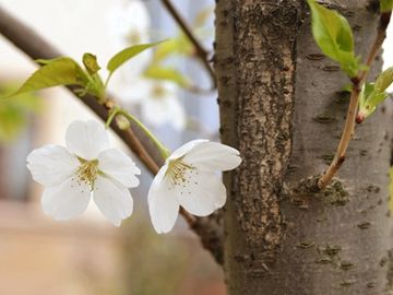 梦见自己怀孕孩子不见了