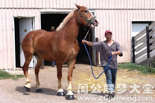 【梦见马贩子】