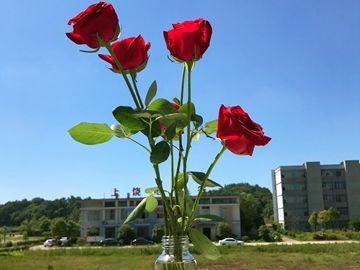 总梦见自己怀孕