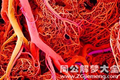 【梦见静脉血管】