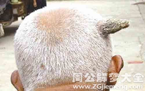 【梦见头长角】