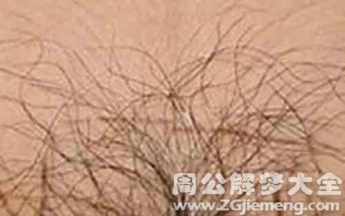 【梦见阴毛】