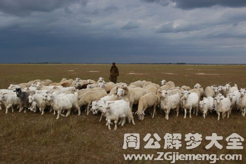 【梦见放羊】