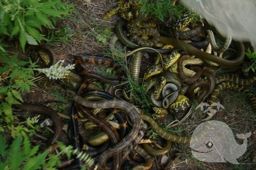 【梦见好多蛇】